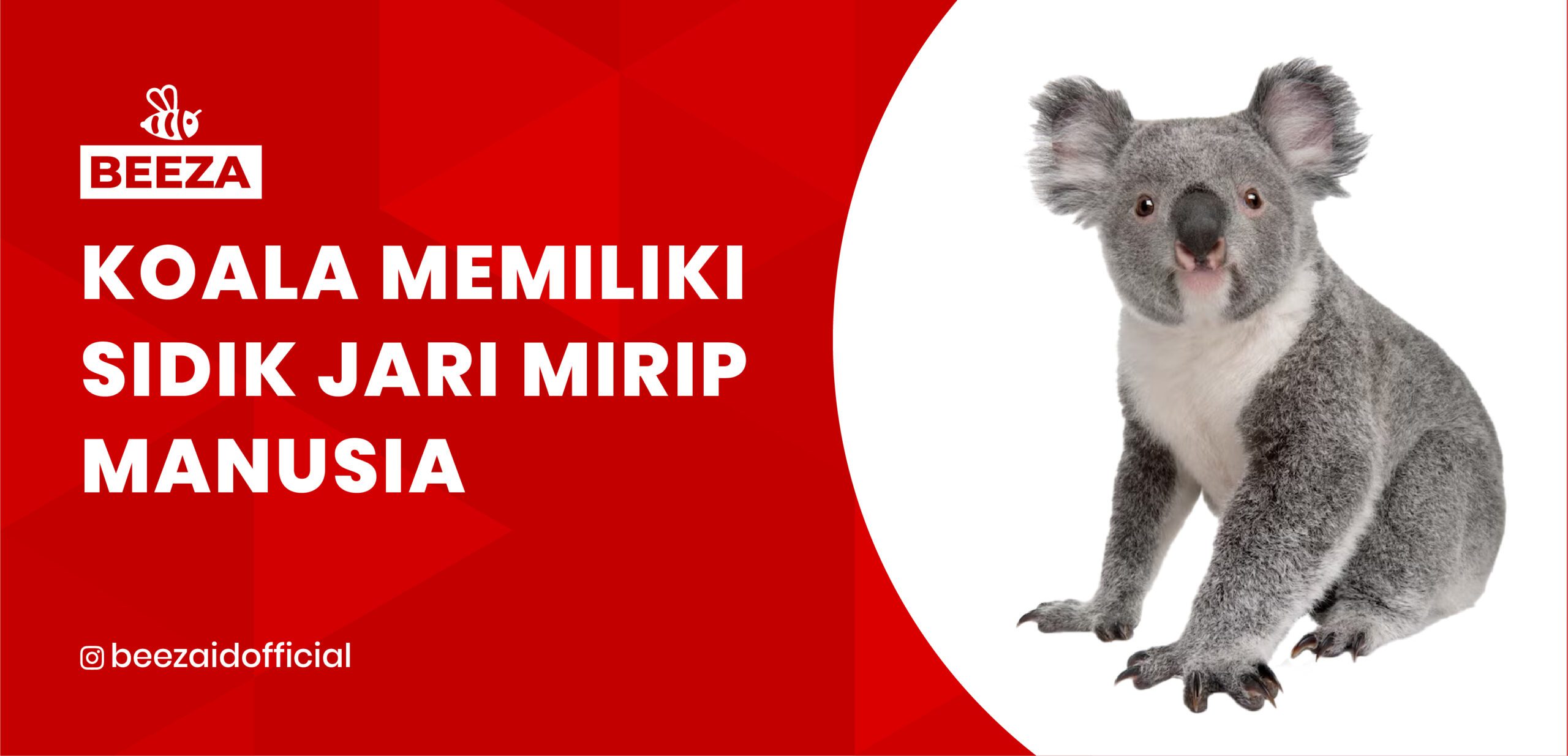 Koala Memiliki Sidik Jari Mirip Manusia: Keunikan Jejak Digital di Dunia Satwa 6 8. Koala Memiliki Sidik Jari Mirip Manusia scaled